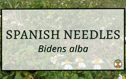 Spanish needles 4 Spanish needles