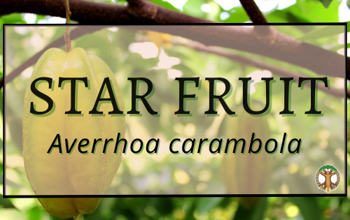 Star Fruit 6 Star fruit
