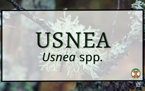 Usnea 4 Usnea