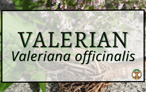 Valerian 4 Valerian Cover