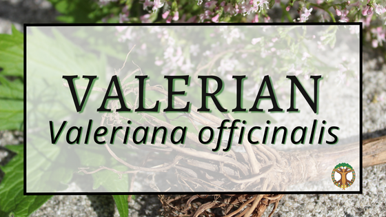 Valerian