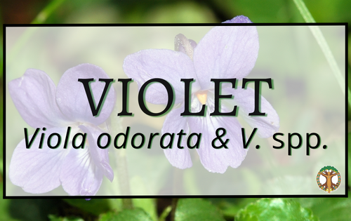Violet 6 Violet