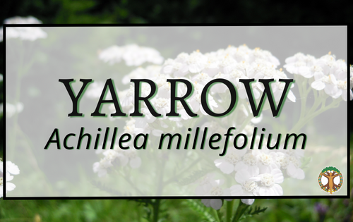 Yarrow 5 Yarrow